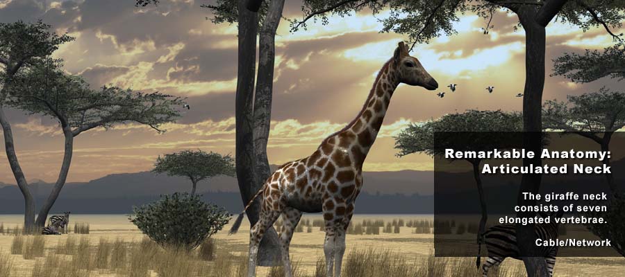 Animation Studio NYC | Animal Science Giraffe 01 | 212-789-9077